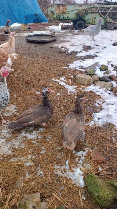 Kaczki francuskie czekoladowe, piżmowe