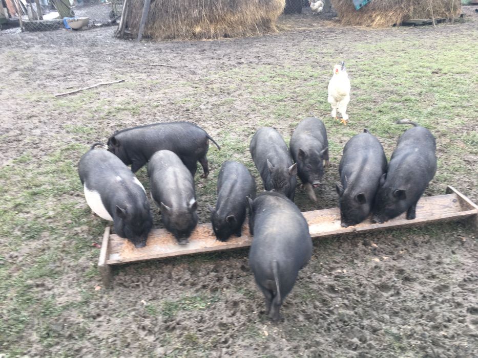 Вьєтнамські свині, ціна договірна