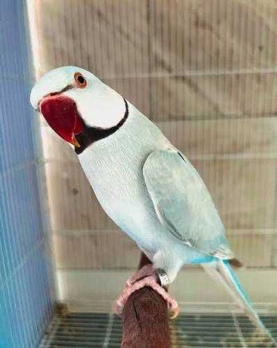 Várias aves criadas a mão e para acabar de criar a mão