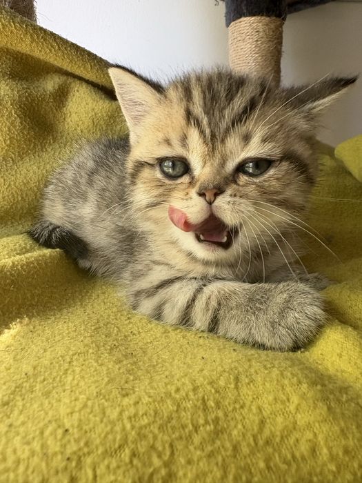 Scotish straigth tabby