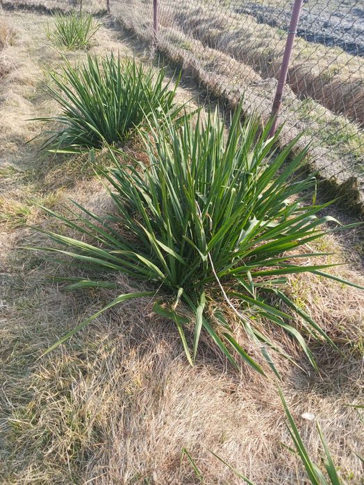 sadzonki juki ogrodowej