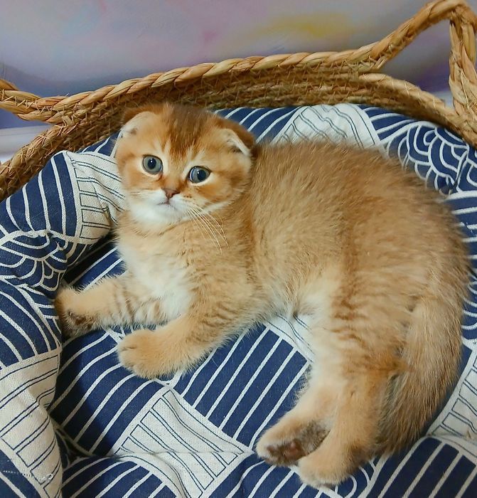 Кошеня шоколадно золотої шиншили