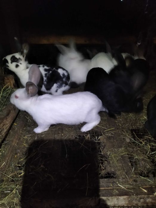 Króliczki mieszańce