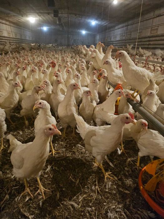 Kury nioski Rosa prosto od hodowcy. Tetra z wolnego wybiegu dowóz