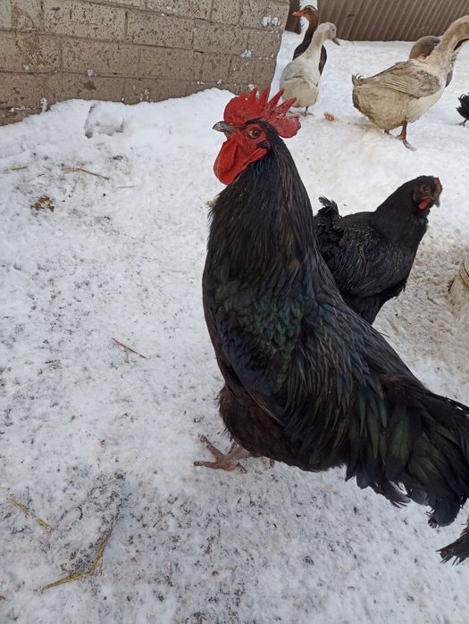 Продам пітухів різних порід