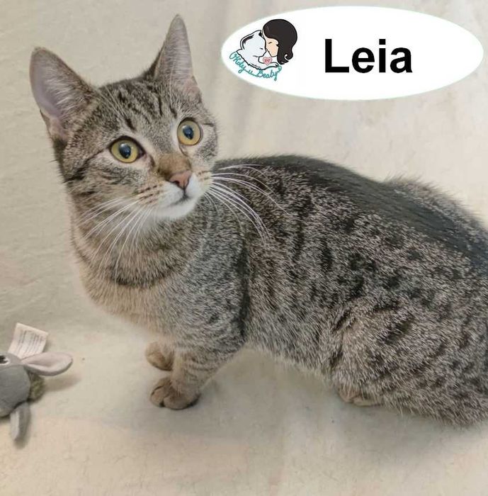 LEIA – kocia księżniczka z sercem do zdobycia