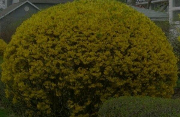 Форзиція декоративний кущ