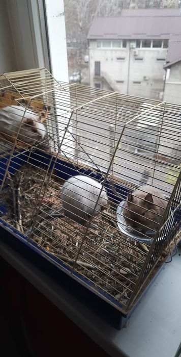 Продам чилийских мышек.