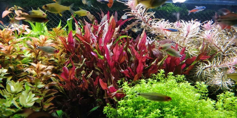 Alternanthera Splendida - Duże sadzonki