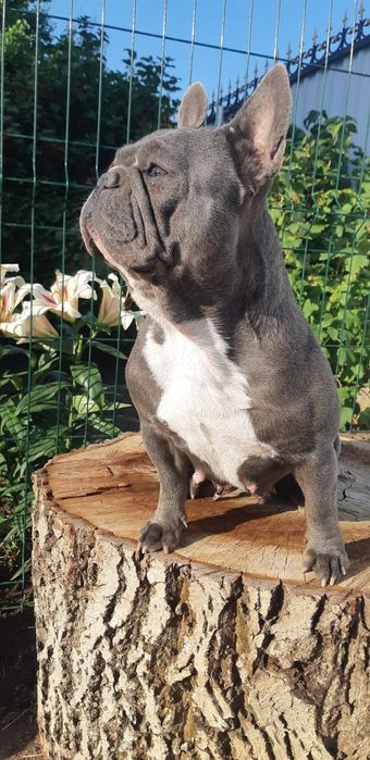 Три шикардосики французики мальчики