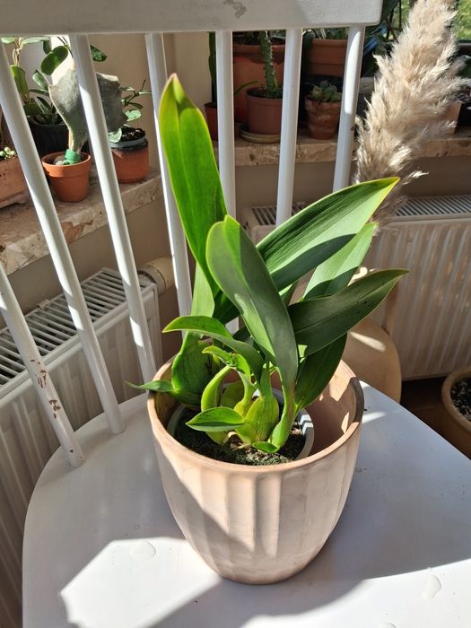 Yellow cambria cambria, orchidea