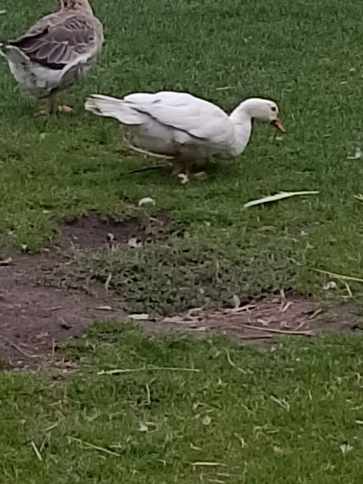 Mam na sprzedaż kaczki francuskie