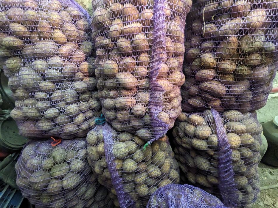 Картопля для худоби