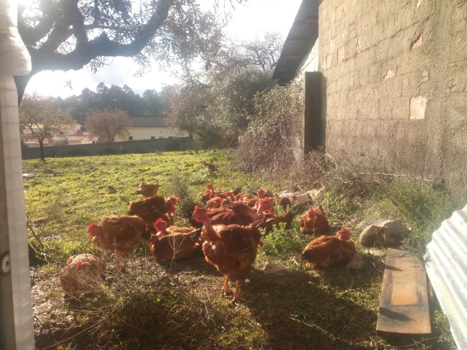 Galos do campo  caseiros