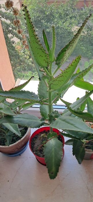 Золотий ус, Каланхое, та Алое