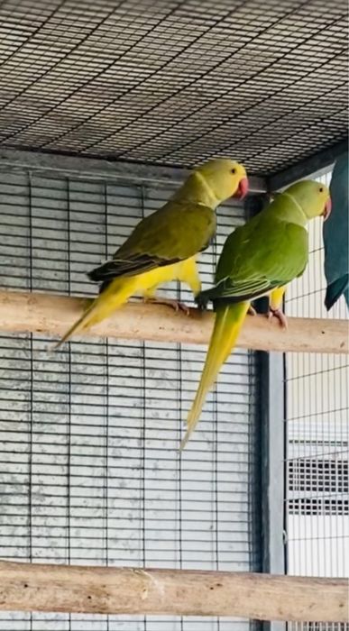 Ring Necks mutacoes: Aceito troca