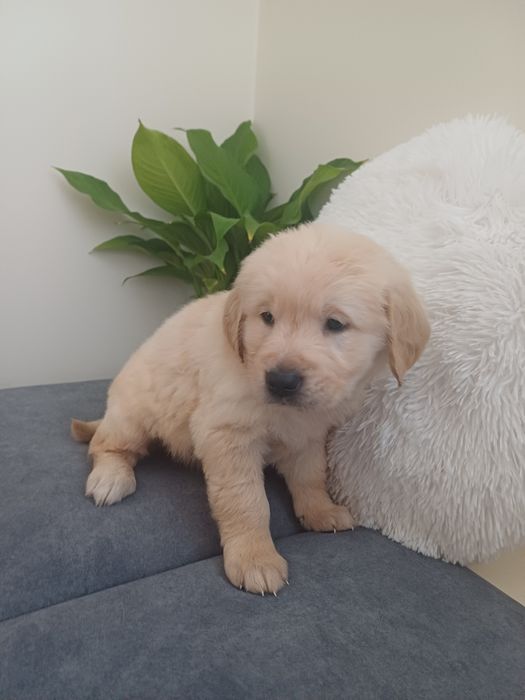 Suczka rasy Golden retriever