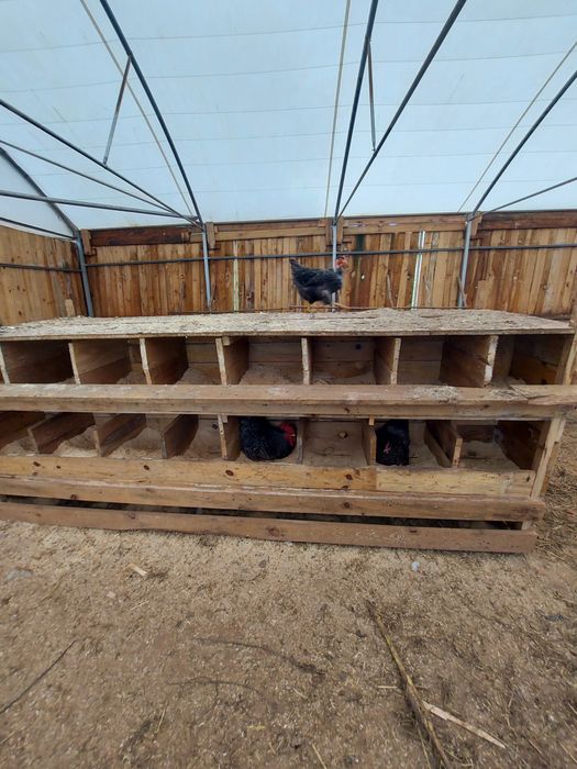 Galinhas pedres portuguesas