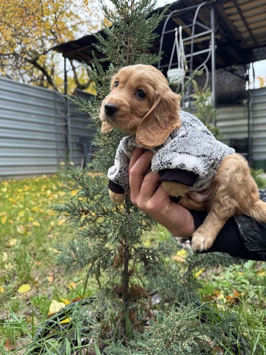 Маленькі руденькі дітки з паспортом