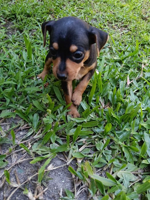 Fêmea pinscher linda