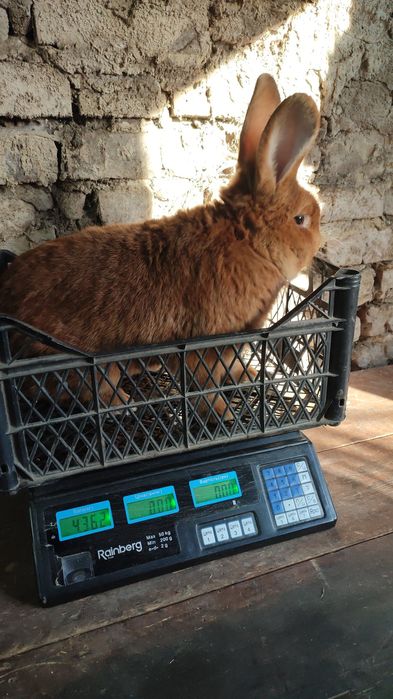 У продажу є кролики різних порід та полнораціонний комбікорм