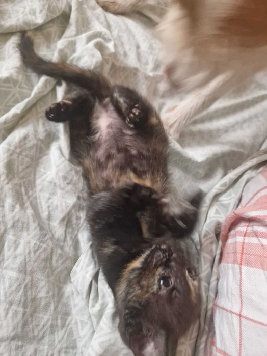 Dou gatinha com 2 meses