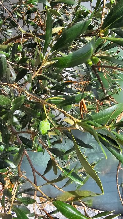 Oliveira de 7 anos plantada em vaso grande - Está a dar azeitonas
