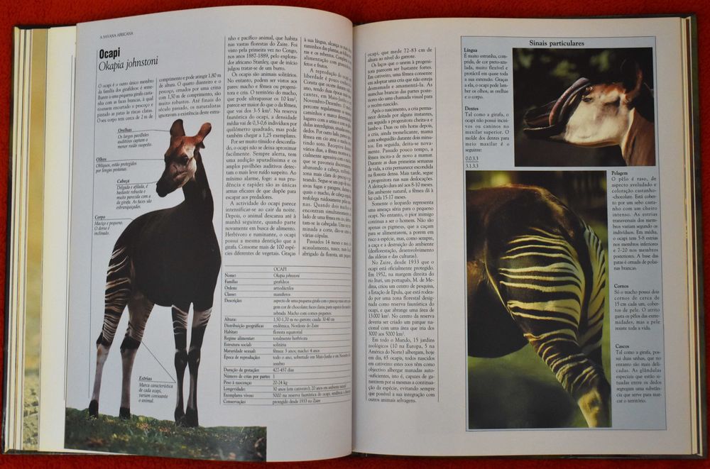 Vida Selvagem - Animais das Savana