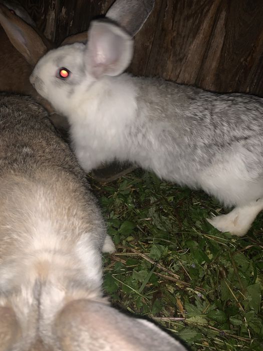 Продам кролі 3 місяці