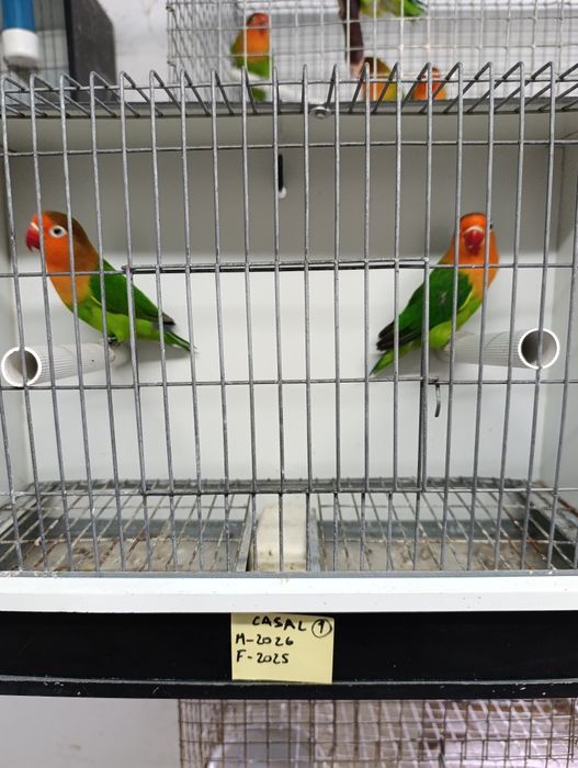 Casal de agapórnis fischeris verdes ancestrais