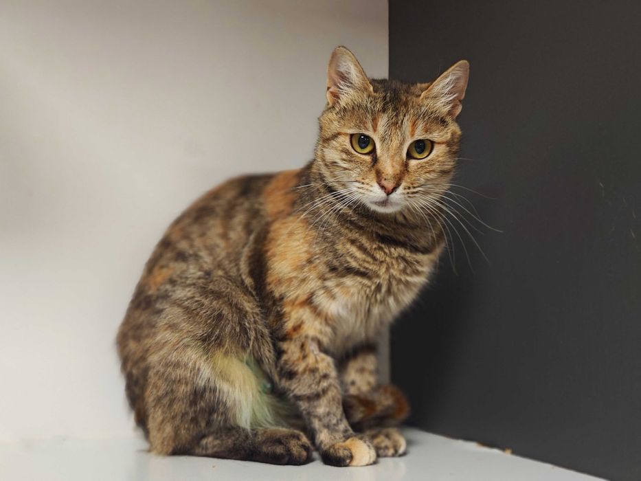 Молода лагідна киця Рося шукає свою родину // кішка кошеня кіт