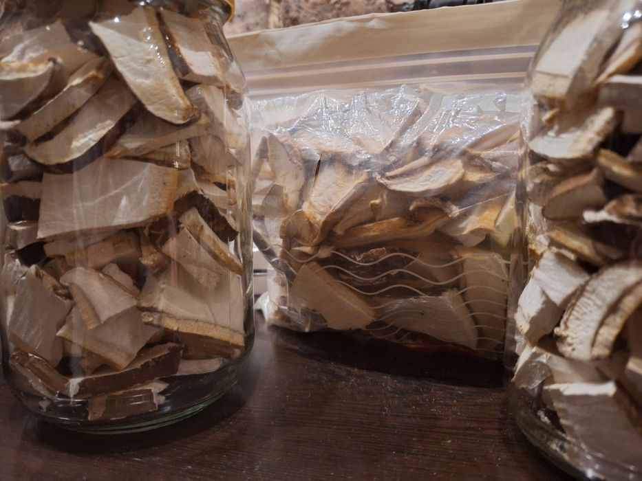 Białoporek brzozowy