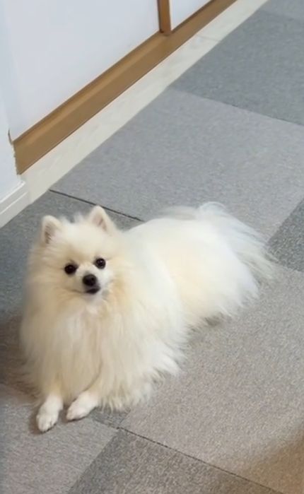 Померанский шпиц мальчик