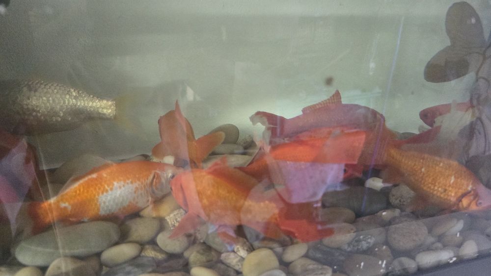 Peixes Vermelhos e brancos