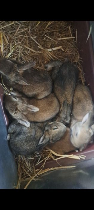 Coelhos para venda