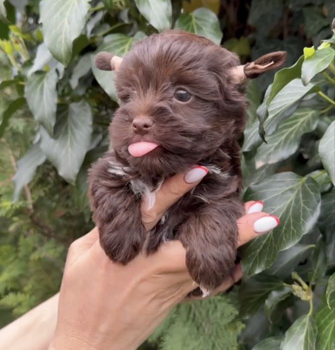 Йоркширский терьер Йорк