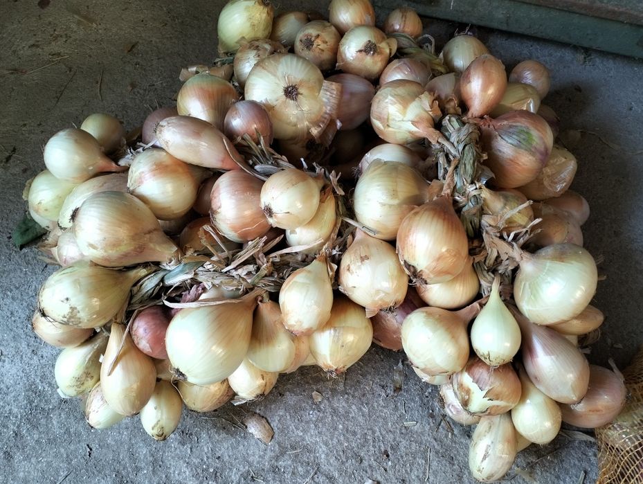 Batatas, cebolas , uvas
