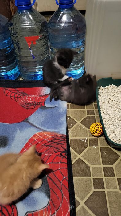 Продам котят Сибирской породы