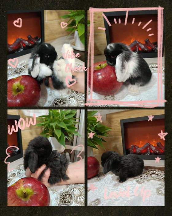 Mini Lopy baranki królik karzełek .Hodowla zarejestrowana KZHK