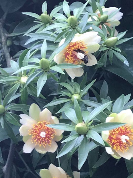 Planta Ora-pro-nobis comestível