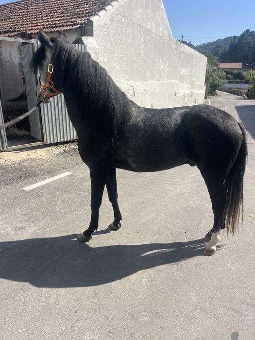 Duplo ponei castrado 1,40