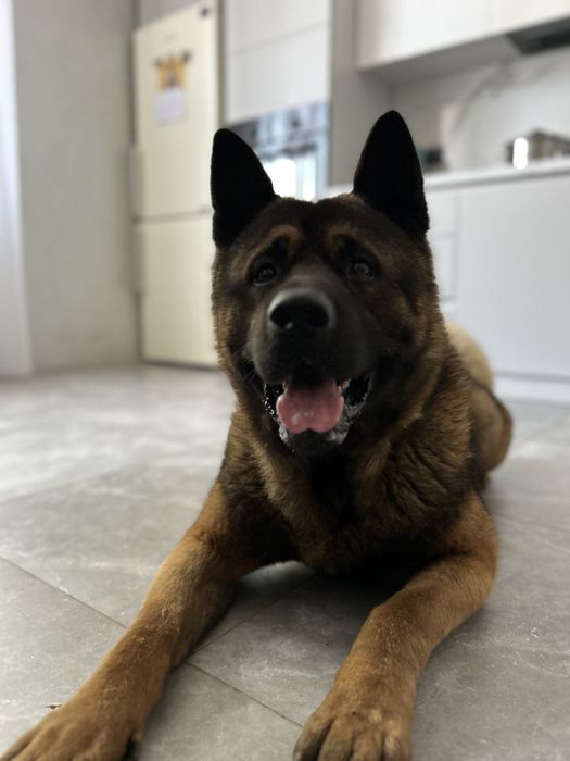 вʼязка американської акіти