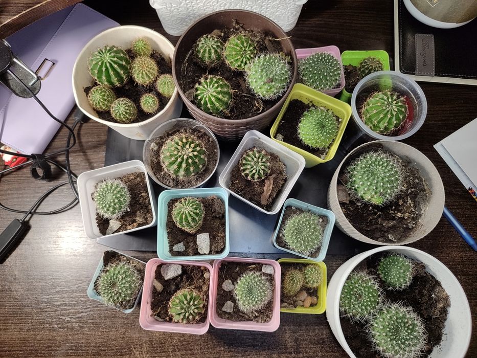 Фиалкі цвітуть з весни, є ще  маленькі, та алое