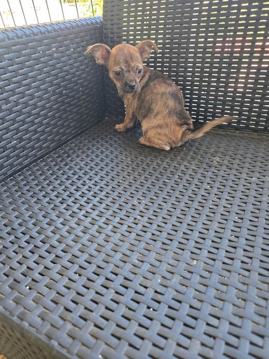 Pinscher Miniatura Macho