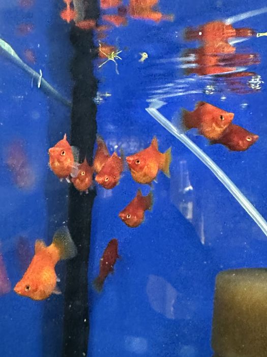 Platka koralowa od max zoo julianowska 41