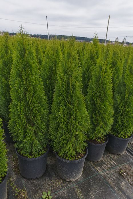 Tuja  Szmaragd i Thuja Brabant 5 Litrowa Doniczka oraz 10 Litrowa !
