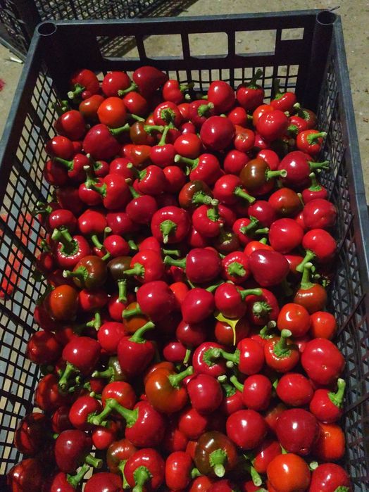 Papryczki cherry słodkie dla Pani Magdy
