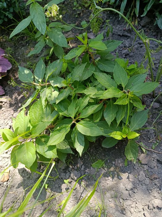 Hortensja bukietowa petite