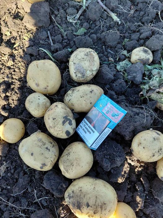 Продам картоплю рівʼєра мита, не мита опт