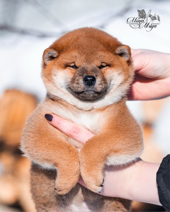 Шиба іну / шиба ину / Shiba inu